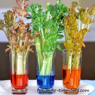 celery-experiment-day-2 from teaching-tiny-tots_dot_com
