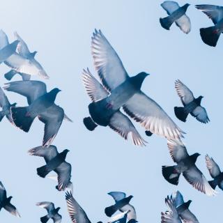 A flock of pigeons in flight, seen from below, against the background of a pale blue sky.